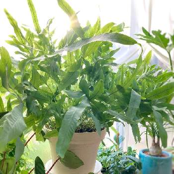 フレボディウム オーレウム ブルースターの投稿画像一覧 Greensnap グリーンスナップ