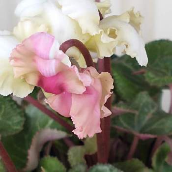 白い花が好きの画像 by hiroさん | ガーデンシクラメン♡と白い花が好きとピンクの花が好きと医療関係者に感謝とJuneの会と春を待つとコロナに負けるな‼️とガーデンシクラメン「森の妖精」