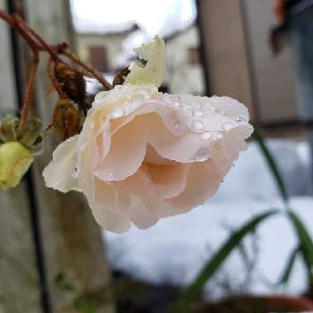つるバラ サマースノーの画像 by ミニロカさん | 玄関とつるバラ  サマースノーと返り咲きとつるバラ サマースノーとばら バラ 薔薇と雪、ゆき、ユキ