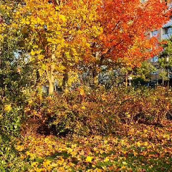 フランスの風景の画像 by きぃじーさん | お出かけ先と 紅葉とカエデ科と黄色い葉っぱと黄金色の金曜日とフランスの風景と秋の色