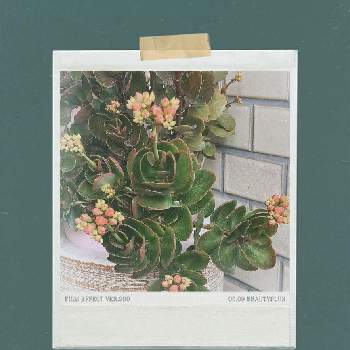 カランコエ カランディーバの投稿画像一覧 Greensnap グリーンスナップ