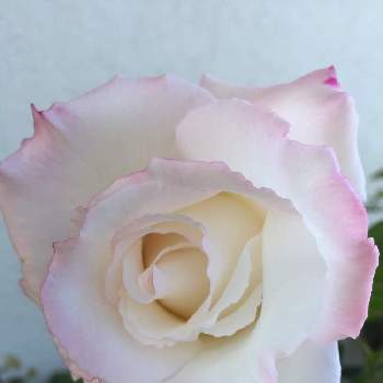 薔薇のある暮らしの画像 by teru teruさん | 夕霧と薔薇とばら バラ 薔薇と薔薇に魅せられてとおうち園芸とバラ  夕霧とありがとう ♡♡とGSに感謝。と金曜ローズショーと鉢植えと花のある暮らしと薔薇のある暮らし