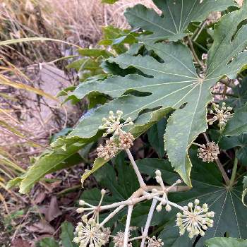 天狗のうちわの投稿画像一覧 Greensnap グリーンスナップ