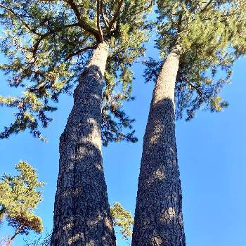 松の木の画像 by ヤンビビさん | お出かけ先と松の木と熱海梅園とビックリ！！と珍しいと面白い