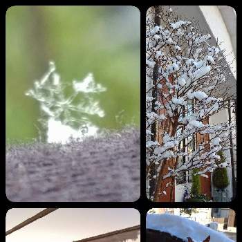 ヒメシャラの画像 by non-sugarさん | ヒメシャラと雪景色と六つの花と積雪と雪の結晶と朝焼け