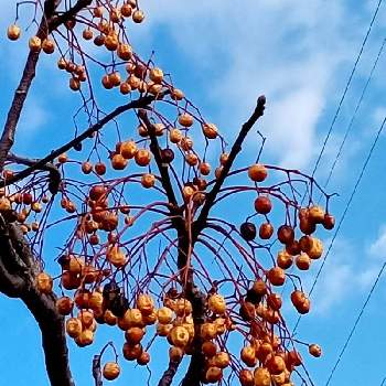 ムクロジの実の投稿画像一覧 Greensnap グリーンスナップ