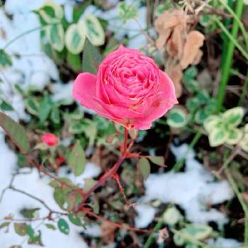 トゲのない薔薇の投稿画像一覧 Greensnap グリーンスナップ トゲのない薔薇の投稿画像一覧 Greensnap グリーンスナップ