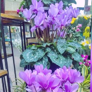 青いシクラメン セレナーディアの投稿画像一覧 Greensnap グリーンスナップ