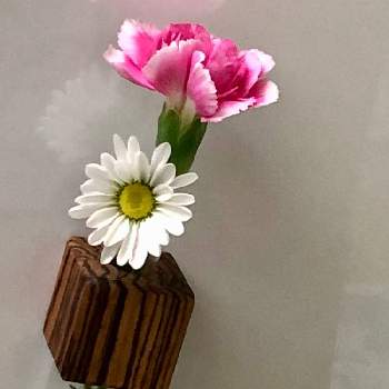 マッキーコーチンさんのフラベの画像 by みたさん | キッチンとカーネーションとマッキーコーチンさんのフラベときくと一輪挿しとピンクの花とマッキーのフラベと冷蔵庫に花をと頑張ってますと元気をもらえる