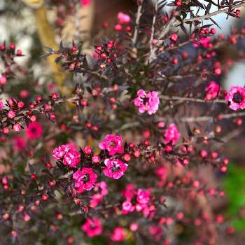 ギョリュウバイ（御柳梅）の画像 by dai3さん | 玄関とギョリュウバイ（御柳梅）と開花とカラフルとおうち園芸と花のある暮らしと赤い実