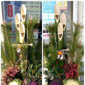 門松 の投稿画像一覧 Greensnap グリーンスナップ