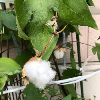 綿花の画像 by ふーみんさん | 小さな庭と綿花