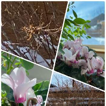 ミニシクラメン〜の画像 by 空色さん | 窓辺とレンギョウの木と雪と今日の鉢植えとレンギョウの木とミニシクラメン〜と外は雪景色と今日のお庭と北海道