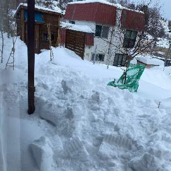 雪が降った～！の画像 by あおいねこさん | 北国と冬の庭と氷点下と雪が降った～！と外は雪景色と北海道の庭と北海道