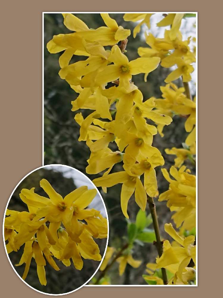 チョウセンレンギョウの投稿画像 By 鈴さん レンギョウと黄色の花と庭の木と落葉樹と落葉樹 低木 と散歩中とお出かけ先と鹿児島 と黄色の花と庭の木と落葉樹と落葉樹 低木 と散歩中と鹿児島 22月1月8日 Greensnap グリーン