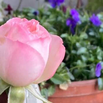 バラ ストロベリーアイスの画像 by Denさん | バルコニー/ベランダとバラ ストロベリーアイスと植物のある暮らしとばら バラ 薔薇とおうち園芸と鉢植えと狭いなりに楽しむベランダガーデンとガーデニング