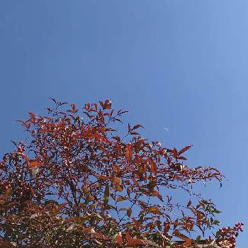 南天の葉の画像 by みっちょんさん | お出かけ先と青空と南天の葉とウォーキング途中に