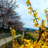 レンギョウ,桜ソメイヨシノ,今日のお花,賀茂川,お出かけ先の画像