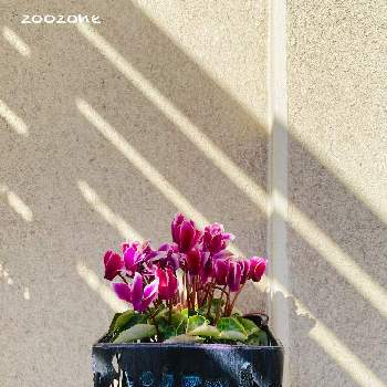 外置きの画像 by zoozoneさん | 玄関と観葉植物と外置きと元気！と強い子とガーデンシクラメン❤︎