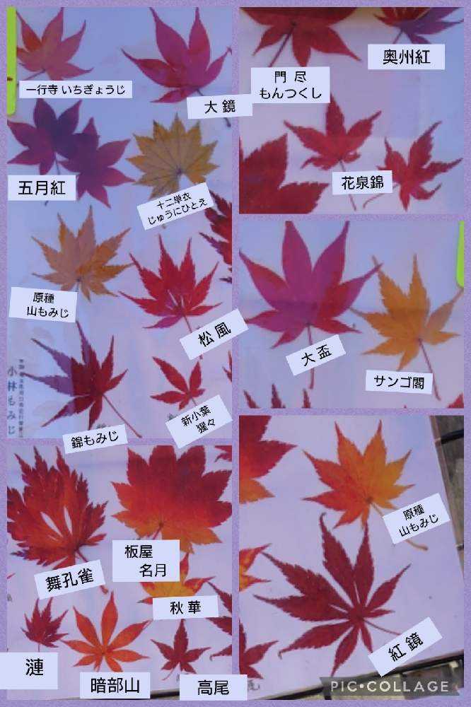 川口市の小林もみじ園 興禅院の紅葉21 12 2 Greensnap グリーンスナップ