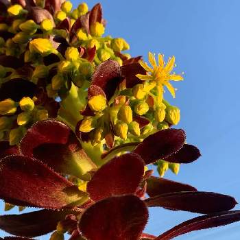 黒法師の花の投稿画像一覧 Greensnap グリーンスナップ