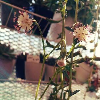 ドルフィンネックレスの花の画像 by Sayuさん | バルコニー/ベランダとドルフィンネックレスの花と多肉植物と多肉の花と多肉花芽とネックレス