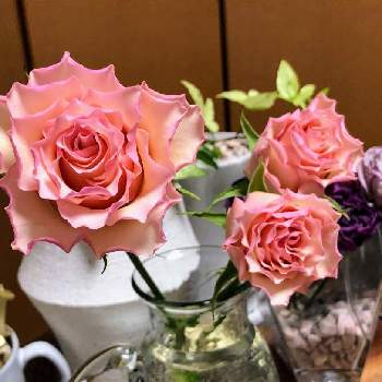  スプレーバラの画像 by にこさん | 部屋といいね、コメントありがとうございます♡とばら バラ 薔薇と今日を楽しくとGSのみなさんに感謝♡と スプレーバラと薔薇♪とテンションアップ✨とドラフトワン