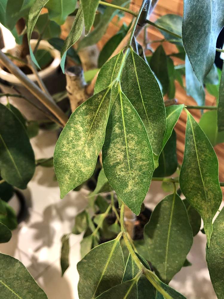 アマゾンオリーブ の投稿画像 By Goiziさん 部屋と病気と相談と病気と相談 22月1月8日 Greensnap グリーンスナップ Greensnap グリーンスナップ