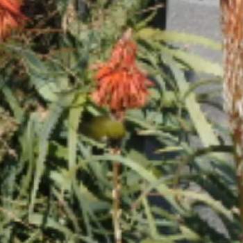 アロエの花✨の画像 by 四季の緑さん | お出かけ先とアロエの花✨と一眼レフ撮影