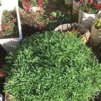 マーガレット苺ミルクの投稿画像一覧 Greensnap グリーンスナップ マーガレット苺ミルクの投稿画像一覧 Greensnap グリーンスナップ