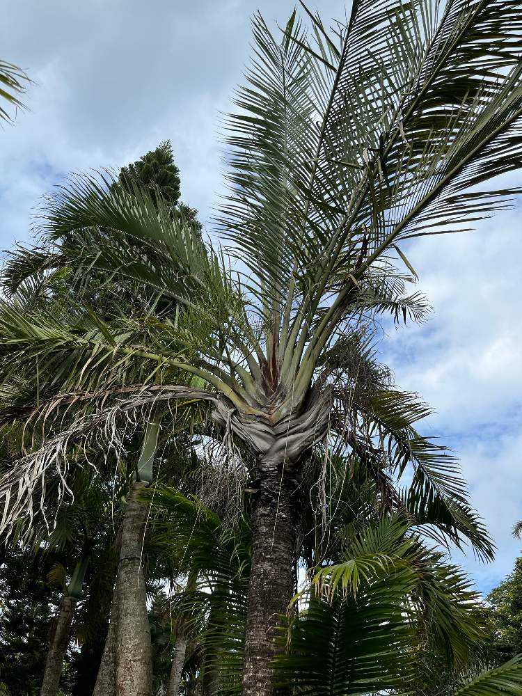 石垣島トラベルセンター | 。 ヤエヤマヤシ🌴 「固有種」で非常