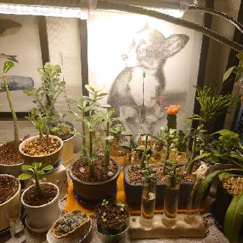 マンドラゴラの投稿画像一覧 Greensnap グリーンスナップ