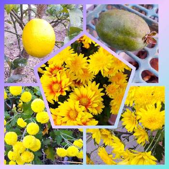 フェイジョア 実の画像 by eryさん | フェイジョア 実と私の野菜ときくとレモンとビューティフル サンデーと日曜ビタミンカラー♪とふぞろいの果実たちと幸せの黄色いお花
