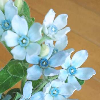 青いスミレ科マニアの画像 by ジュリアーノさん | 部屋とブルースターとブルースター☆とブルースター♡と青い小さな花マニアとオキシペタラム  ブルースターと青い花と今日のお花と青いスミレ科マニアと青い花で新年会2022と花のある暮らしと青い花マニアとチーム・ブルーと青い花大好きとチームブルーNo.086とビューティフルサンデー