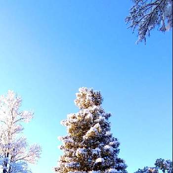 空と木の画像 by ロンさん | お出かけ先と樹木と雪景色❄️と冬の風景と空と木と散歩とセンペルセコイア