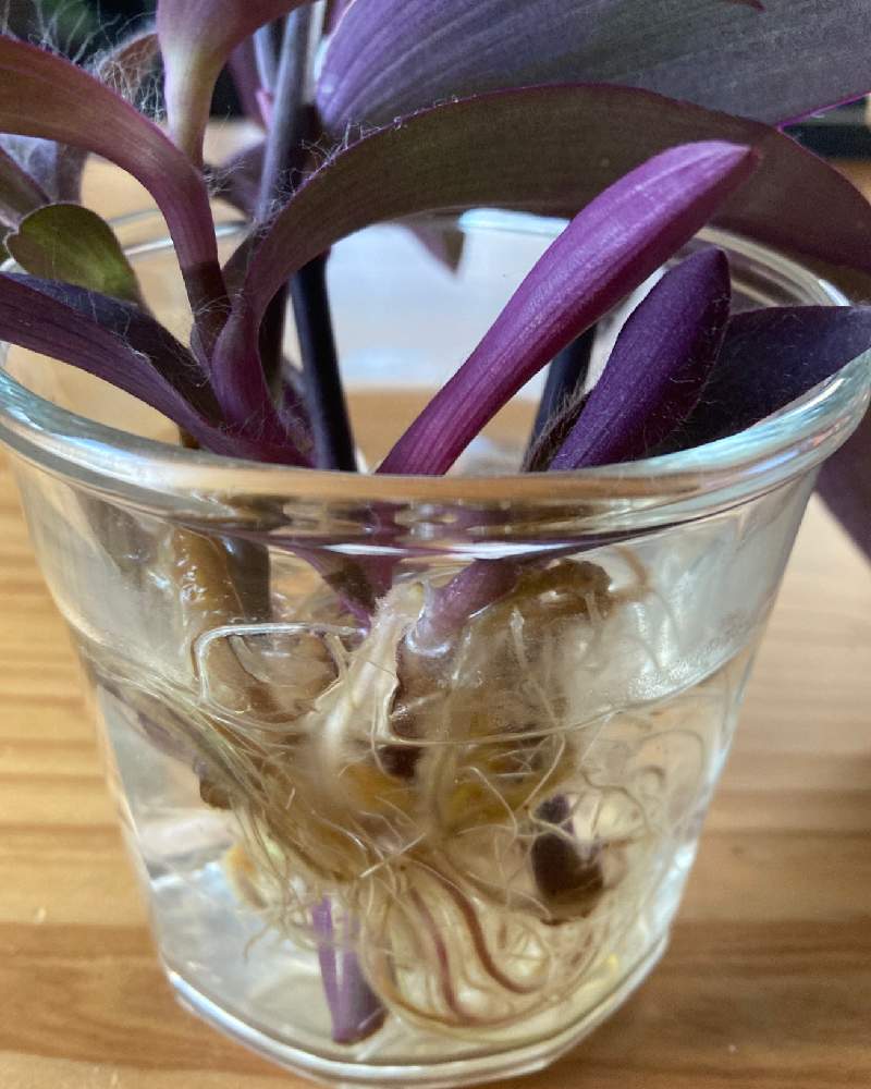 ムラサキゴテン 紫御殿 の投稿画像 By Midaiさん 部屋と水栽培と花のある暮らしと緑のある暮らしとおうち園芸と水栽培と花のある暮らしと緑のある暮らしとおうち園芸 22月1月9日 Greensnap グリーンスナップ Greensnap グリーンスナップ