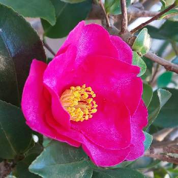 山茶花*の画像 by オリーブの葉さん | サザンカと庭の花と山茶花*とさざんか♪とピンクのお花＊とオリのお庭＊