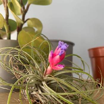 チランジアの花 の投稿画像一覧 Greensnap グリーンスナップ チランジアの花 の投稿画像一覧 Greensnap グリーンスナップ