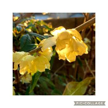 良い香り♡の画像 by ひかりーさん | 小さな庭と良い香り♡とありがとう❤️とすてき…♡と黄色い花とキラキラ踊る✨と綺麗♡と光✨と蝋梅の花