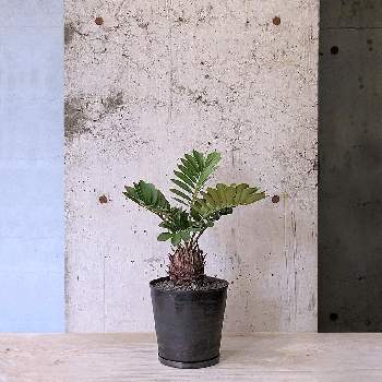 ザミア プミラ,観葉植物,植物のある暮らし,インダストリアル,武蔵小山の画像