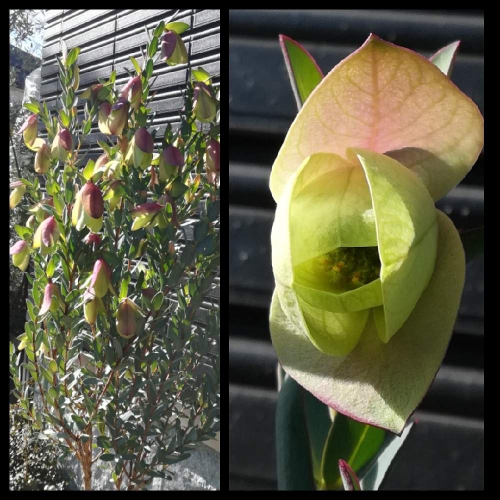 ピメレア ピソディスの投稿画像 By Slendborderさん オーストラリア原産とピメレア フィソディス ウェディングベルとネイティブプランツと花のある暮らしとオージープランツと2年目とオーストラリア原産とピメレア フィソディス ウェディングベルとネイティブ ピメレア ピソディスの投稿画像 By Slendborderさん オーストラリア原産とピメレア フィソディス ウェディングベルとネイティブプランツと花のある暮らしとオージープランツと2年目とオーストラリア原産とピメレア フィソディス ウェディングベルとネイティブ