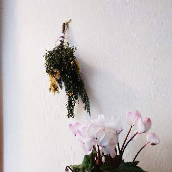 お正月飾りの画像 by 鳩子 hatokoさん | 階段/廊下とシクラメンとヒバと斑入りヒバとお正月飾りと田舎暮らしと庭の花とスワッグと花のある暮らし