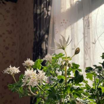 斑入りゼラニウムの投稿画像一覧 Greensnap グリーンスナップ