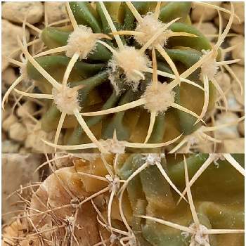 変色の投稿画像一覧 Greensnap グリーンスナップ