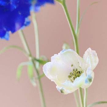 イクハナの画像 by lasfloresMariさん | 窓辺とデルフィニウムとハナノヒとイクハナと切り花を楽しむと花のある生活と美しい花と癒しの空間と日比谷花壇のサブスクと花のある暮らしと幸せな時間