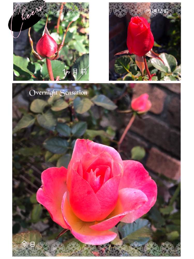 おうち園芸の投稿画像 by ふらんそわーずさん｜ばら大好きとgood luck♡と庭のばらとあか (2022月1月9