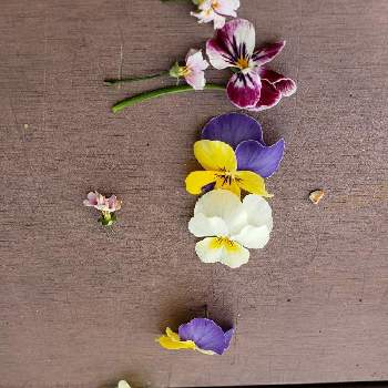 お花遊び♪の画像 by 咲莉さん | 小さな庭とビオラと可愛いと子どもと一緒にとお花遊び♪とお花屋さん遊び