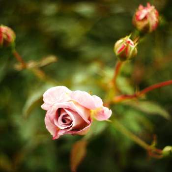 ピンク色のバラの画像 by XLCRさん | お出かけ先とバラとピンク色のバラとばら バラ 薔薇