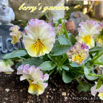 フリル咲きビオラ　アデールの画像 by berryさん | 小さな庭とフリル咲きビオラ　アデールとズッキュ〜ン!!!!と小さな幸せ♪とGSミニモニ。とビオラの季節と「パンジー&ビオラ」コンテストと花のある暮らしと大好き♡︎ʾʾとありがとう♪と可愛らしいビオラとフリル咲きビオラ・アデールと大好きビオラ