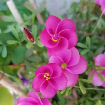 優しい気持ち♡の画像 by ピースさん | 小さな庭とくるくるくるくるくるとかわいいな♡*。とピンクのお花♡と優しい気持ち♡と癒される～♪と花のある暮らしと自然に感謝と世界が平和になりますように